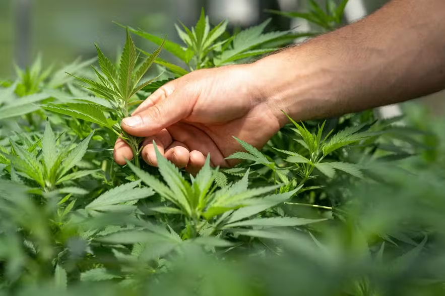 ANVISA DISCUTE HOJE REGULAMENTAÇÃO DO CULTIVO DE CANNABIS MEDICINAL POR EMPRESAS