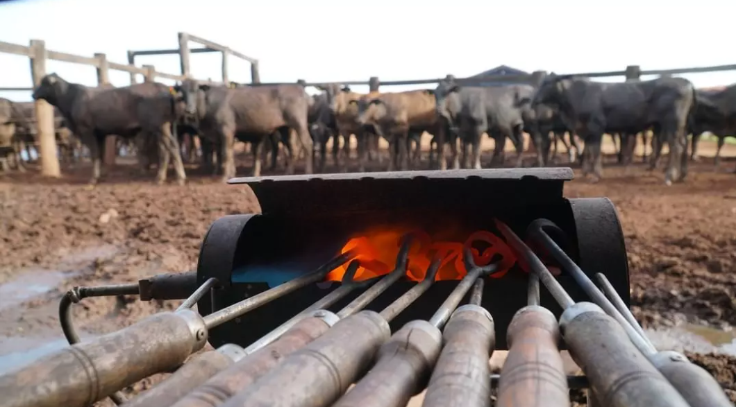 JUSTIÇA DO RIO GRANDE DO SUL PROÍBE EVENTOS COM PRÁTICAS SEMELHANTES À MARCAÇÃO A FOGO DE ANIMAIS