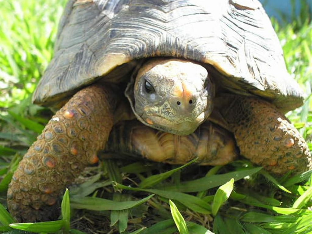Mulher obtém guarda definitiva de tartaruga criada em ambiente doméstico há mais de 20 anos