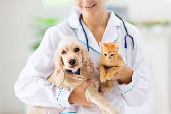 Judicialização de planos de saúde para pets cresce no Brasil
