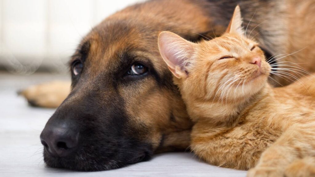 Estatuto dos Cães e Gatos está na pauta do Senado